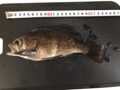 アカメバルの釣果