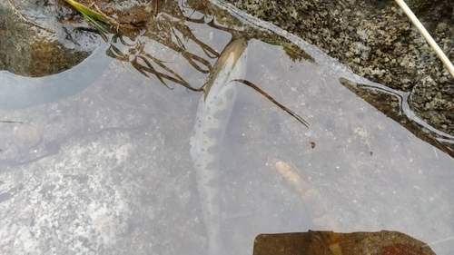 アマゴの釣果