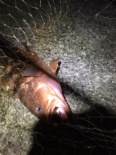 アコウの釣果