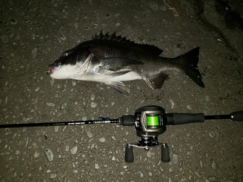 クロダイの釣果