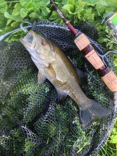 スモールマウスバスの釣果