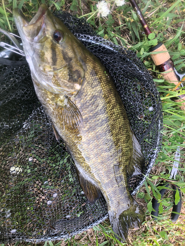 スモールマウスバスの釣果