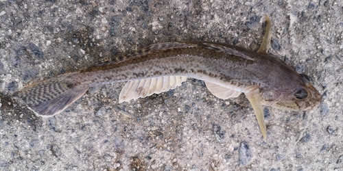 ハゼの釣果