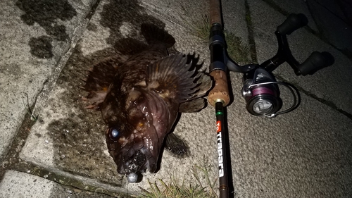 オウゴンムラソイの釣果