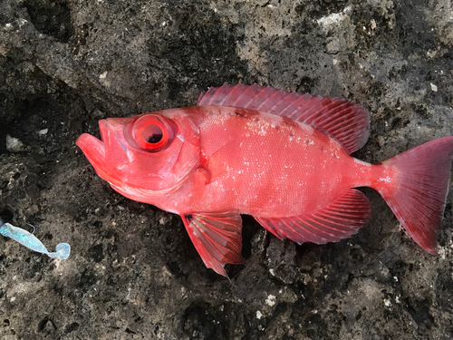 ホウセキキントキの釣果