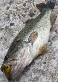 ブラックバスの釣果