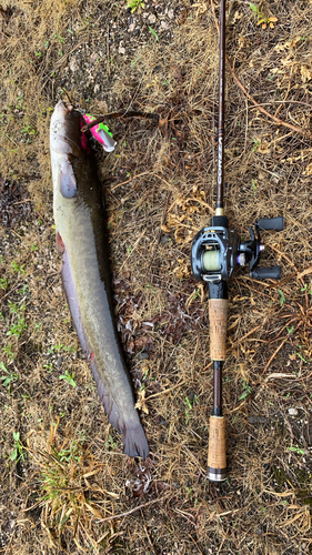 ナマズの釣果