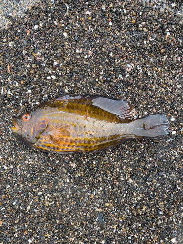 オハグロベラの釣果