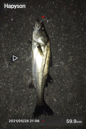 シーバスの釣果