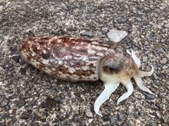 コウイカの釣果