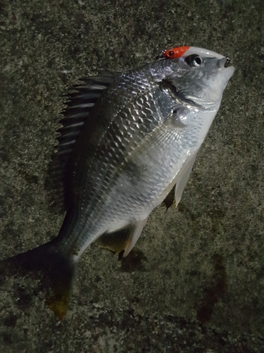 キビレの釣果