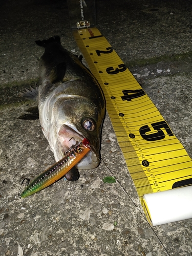 シーバスの釣果