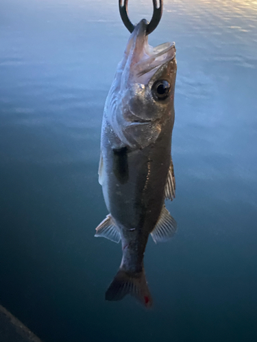 セイゴ（マルスズキ）の釣果