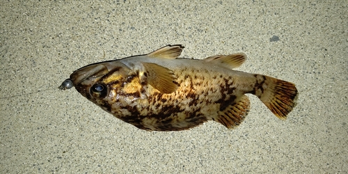 タケノコメバルの釣果