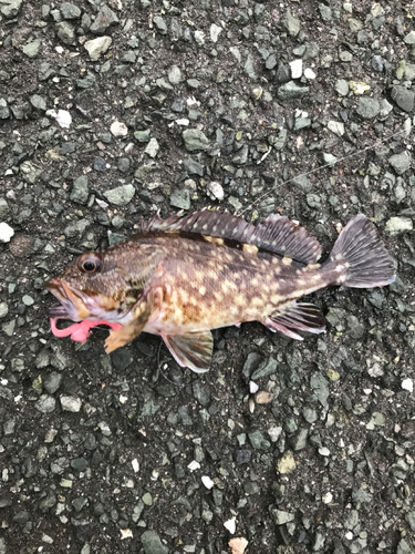 カサゴの釣果