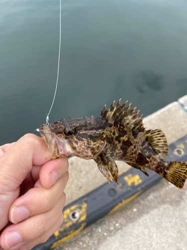 タケノコメバルの釣果