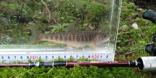 イワナの釣果