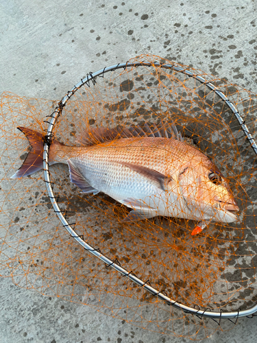 タイの釣果