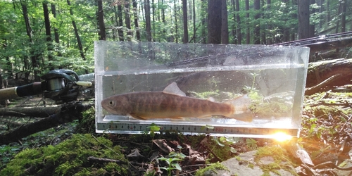 ヤマトイワナの釣果