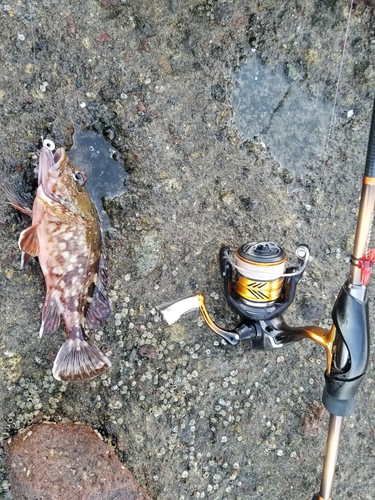 アラカブの釣果