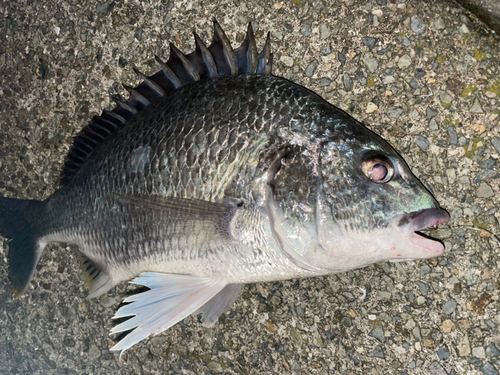 チヌの釣果