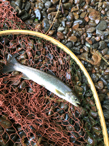 アメマスの釣果