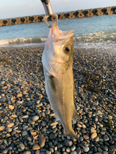 セイゴ（マルスズキ）の釣果