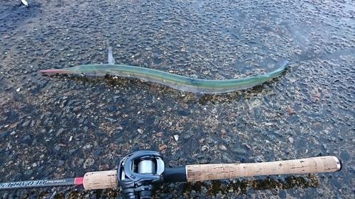 ダツの釣果