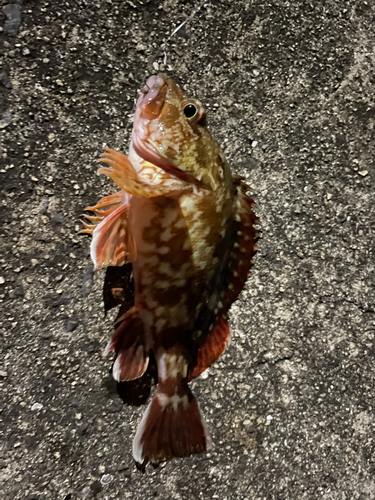 カサゴの釣果