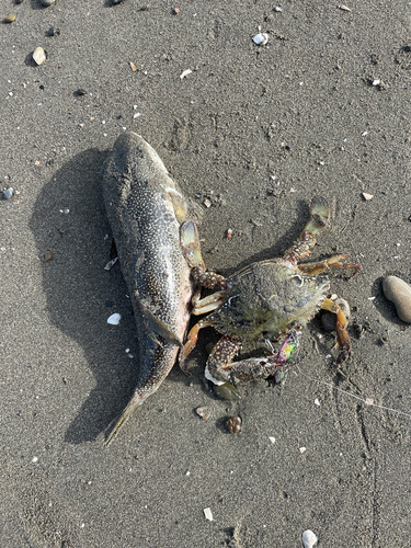 コモンフグの釣果