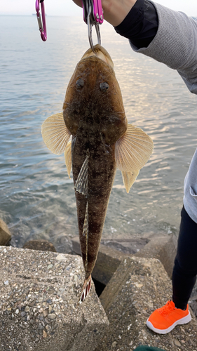 マゴチの釣果