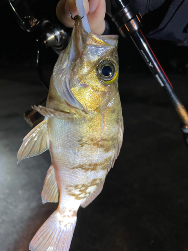 メバルの釣果