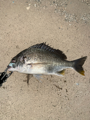 キビレの釣果