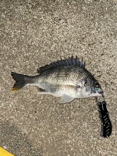 キビレの釣果