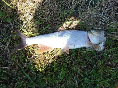 ハスの釣果