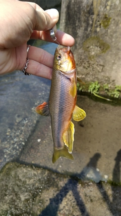 カワムツの釣果