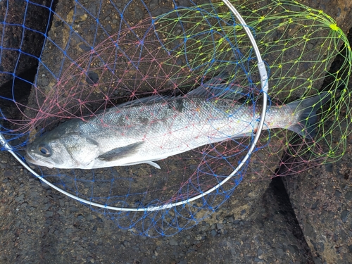 スズキの釣果