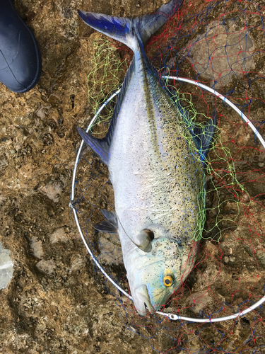 カスミアジの釣果