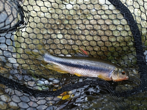 カワムツの釣果