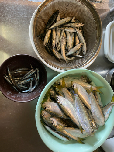 サッパの釣果