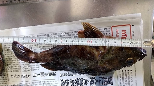 ガシラの釣果