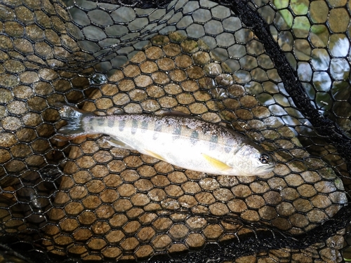 アマゴの釣果