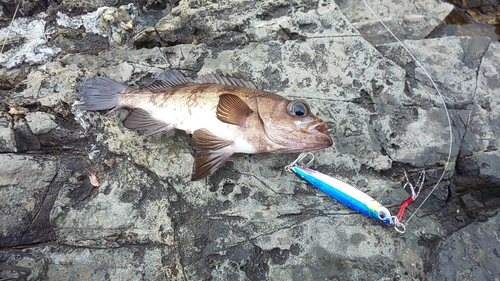 イナダの釣果