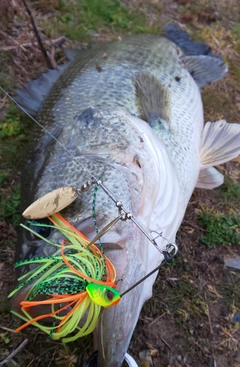 ブラックバスの釣果