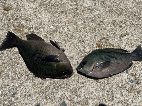 クロメジナの釣果