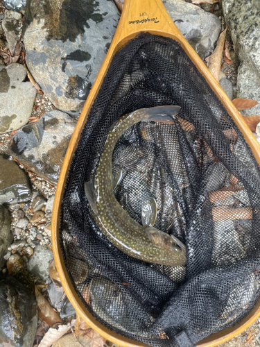 ヤマメの釣果