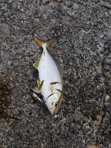 ショゴの釣果