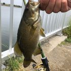 スモールマウスバス