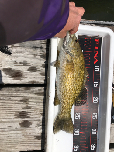 スモールマウスバスの釣果