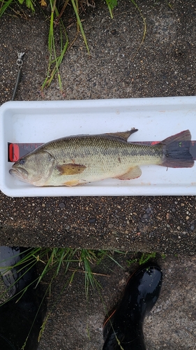 ブラックバスの釣果